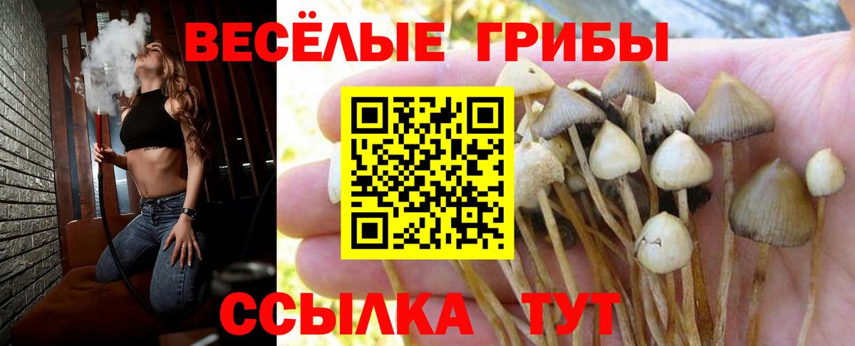Псилоцибиновые грибы Psilocybe Обнинск